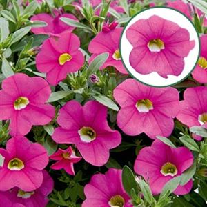 Bild von Calibrachoa P12 Pink